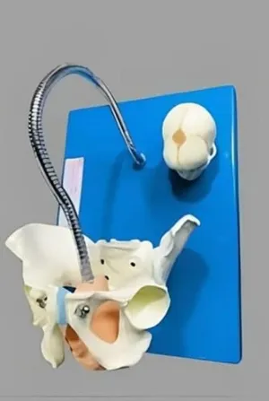 Child Birth Demonstration Model with Pelvis and Baby Skull, Unbreakable