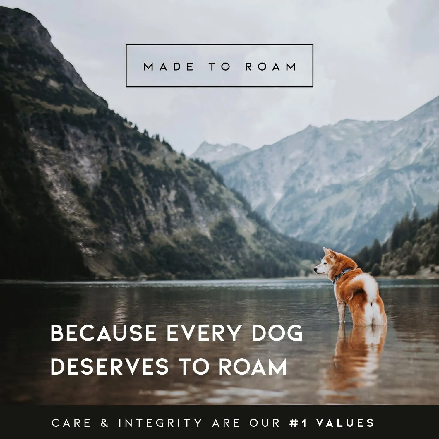 MADE TO ROAM Premium Explorer Leash - Climbing Rope Leash with Autolocking Aviation Aluminum Carabiner - Utah Glow, 6ft